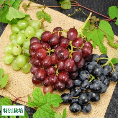 【目玉商品!・ポイント3倍・クール便】ぶどう3種3色セット 2kg MOA特別栽培 (鹿児島県 かんとりぃぱぁく) 産地直送