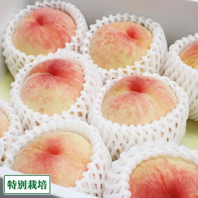 【予約・家庭用・クール便】清水白桃 2kg 特別栽培 (岡山県 エコファームmitani) 産地直送【クール料金込み】