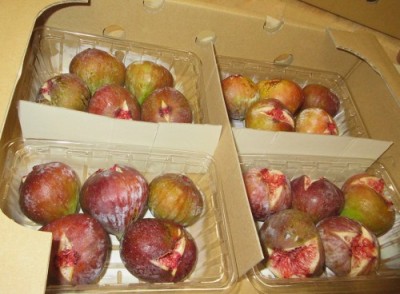 【予約・クール便・家庭用】 イチジク蓬莱柿 300g×4パック 自然農法 (広島県 万汐農園) 産地直送 いちじく