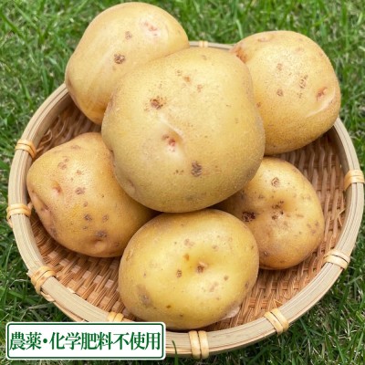 【予約・サイズ混合】北あかり 10kg 農薬・化学肥料不使用　(青森県 Ryosuke Oyasai) 産地直送 じゃがいも
