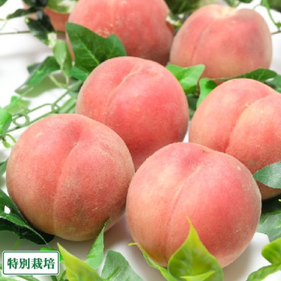 【クール便】 山形白桃  2kg 特別栽培 (山形県 森谷果樹園) 産地直送