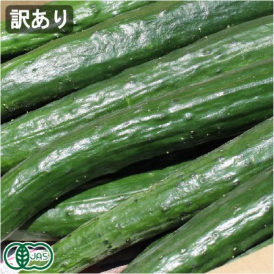 【クール便・訳あり】 有機 きゅうり 3kg 有機JAS (青森県 あおぞら農園) 産地直送