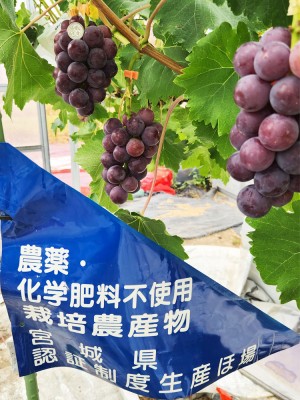 【クール便・予約】あづましずく 400g×2箱 特別栽培 (宮城県 つるじい&JUNナチュラルファーム) 産地直送 ぶどう