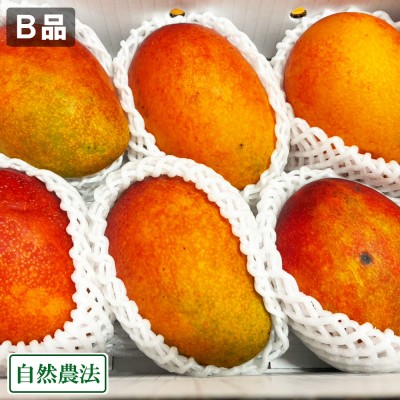【クール便・B品】アーウィン 2kg 自然農法 (沖縄県 沖縄マンゴー生産研究会) 産地直送