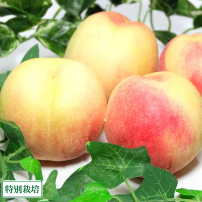 【予約商品・クール便】白皇 家庭用 2kg 特別栽培 (岡山県 エコファームmitani) 桃 産地直送