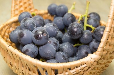 【予約・9月上旬・クール便】有機ぶどう 高墨 1kg 有機JAS・自然農法 (宮城県 後藤ぶどう園) 産地直送