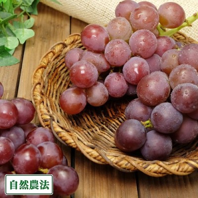 【予約商品】有機 ぶどう 紅伊豆 1kg 有機JAS 自然農法 (宮城県 後藤ぶどう園)  産地直送