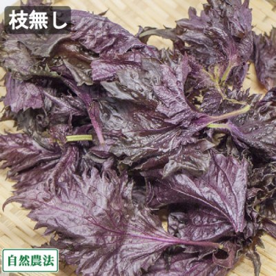 【クール便・ジュース加工用】 赤しそ 枝なし 800g 自然農法 (青森県 アグリメイト南郷) 産地直送