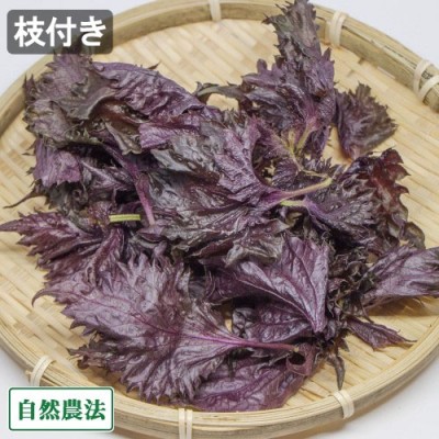 【クール便】赤しそ 枝付き 約4.2kg 自然農法 (青森県 アグリメイト南郷) 赤紫蘇 シソ 産地直送