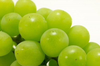 【予約・9月上旬・クール便】天晴(あっぱれ) 約1kg 特別栽培  (宮城県 後藤ぶどう園) 産地直送