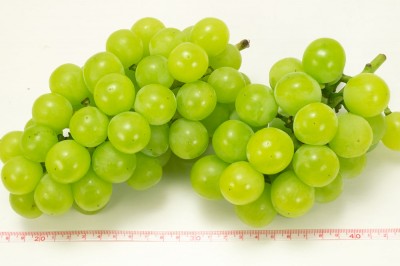 【予約・9月上旬・クール便】天晴(あっぱれ) 約1kg 特別栽培  (宮城県 後藤ぶどう園) 産地直送