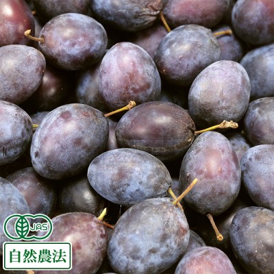 【予約・クール便】有機 プルーン 約1kg×4パック 有機JAS 自然農法 (福田秀貞 青森県) 産地直送