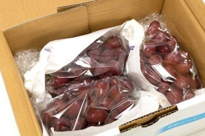 【予約・8月中旬頃・クール便】クイーンセブン(種無し) 約1kg 特別栽培  (宮城県 後藤ぶどう園) 産地直送