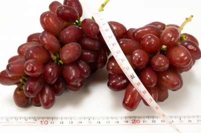 【予約・8月中旬頃・クール便】クイーンセブン(種無し) 約1kg 特別栽培  (宮城県 後藤ぶどう園) 産地直送
