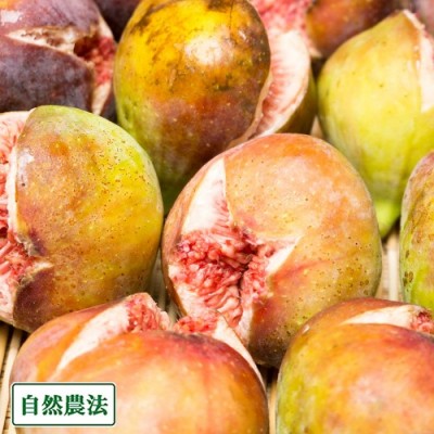 【クール便・家庭用】 イチジク蓬莱柿 300g×4パック 自然農法 (広島県 万汐農園) 産地直送