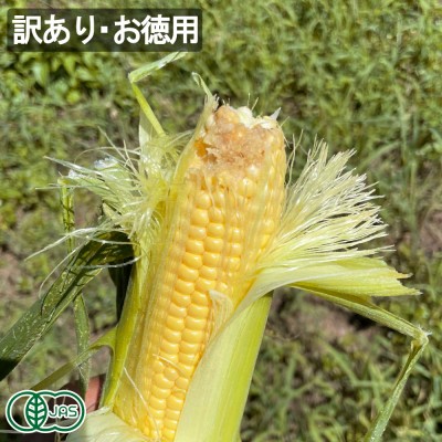 【クール便・訳ありお徳用】有機とうもろこし(ゴールドラッシュ) 約5kg(15本前後) 有機JAS (北海道 さかもと農園) スイートコーン 産地直送