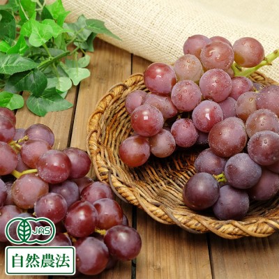 【クール便】有機 ぶどう 紅伊豆 2kg 有機JAS 自然農法 (宮城県 後藤ぶどう園)  産地直送