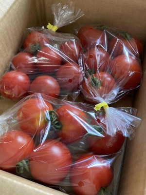 【クール冷蔵便】 有機 中玉トマト 350g～400g×3袋 有機JAS (青森県 あおぞら農園) 産地直送