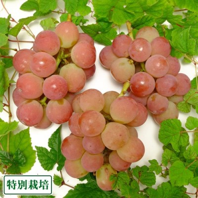ゴルビー 約1kg 特別栽培  (宮城県 後藤ぶどう園) 産地直送