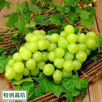 【予約商品】シャインマスカット 約1kg 特別栽培  (宮城県 後藤ぶどう園) 産地直送