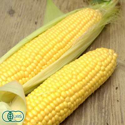 【予約・クール便】有機とうもろこし(ゴールドラッシュ) 2L～3Lサイズ 22本 有機JAS (北海道 さかもと農園) スイートコーン 産地直送