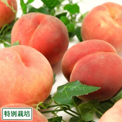【クール便・家庭用小玉】 山形白桃 約2.5kg 特別栽培 (山形県 森谷果樹園) 産地直送