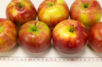 【家庭用・予約】 有機 りんご(赤) 5kg箱 有機JAS (青森県 北上農園) 産地直送