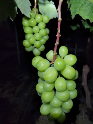 【クール便・予約】シャインマスカット 400g×2箱 特別栽培 (宮城県 つるじい&JUNナチュラルファーム) 産地直送 ぶどう
