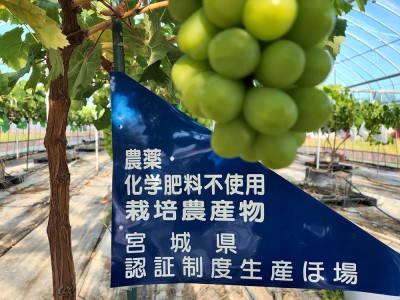 【クール便・予約】シャインマスカット 400g×2箱 特別栽培 (宮城県 つるじい&JUNナチュラルファーム) 産地直送 ぶどう