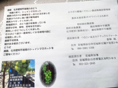 【クール便・予約】シャインマスカット 400g×2箱 特別栽培 (宮城県 つるじい&JUNナチュラルファーム) 産地直送 ぶどう