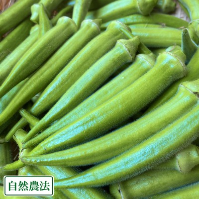 【クール冷蔵便】丸オクラ 2kg サイズ混合 自然農法 (福岡県 たなかふぁーむ) おくら 産地直送