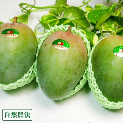 【数量限定・小玉】 グリーンキーツ 2kg以上(4～6玉) 自然農法 (沖縄県 沖縄マンゴー生産研究会) マンゴー 産地直送