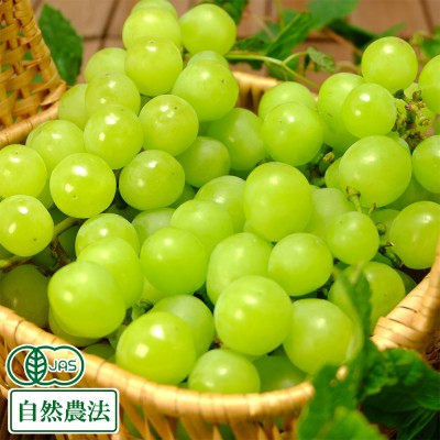【予約・9月上旬・クール便】有機 ぶどう シャインマスカット 1kg 有機JAS 自然農法 (宮城県 後藤ぶどう園)  産地直送