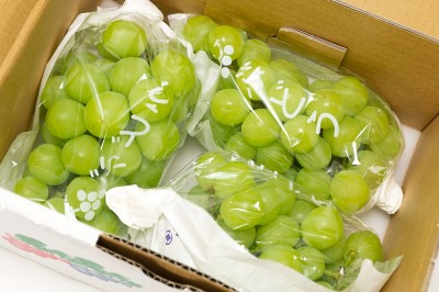 【予約・9月上旬・クール便】有機 ぶどう シャインマスカット 1kg 有機JAS 自然農法 (宮城県 後藤ぶどう園)  産地直送
