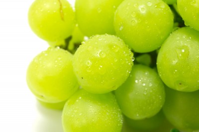 【予約・9月上旬・クール便】有機 ぶどう シャインマスカット 1kg 有機JAS 自然農法 (宮城県 後藤ぶどう園)  産地直送