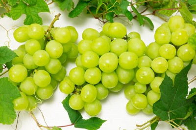 【予約・9月上旬・クール便】有機 ぶどう シャインマスカット 1kg 有機JAS 自然農法 (宮城県 後藤ぶどう園)  産地直送
