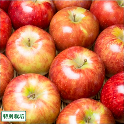 【予約・クール・家庭用】早生りんご(赤) 3kg箱 特別栽培 (青森県 田村りんご農園) 産地直送