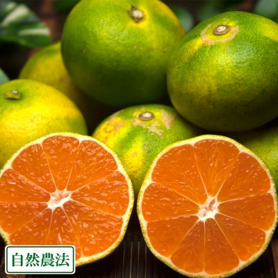 【AB品サイズ混合】 かごしま早生 (温州早生青みかん) 9kg 自然農法 (鹿児島県 かんとりぃぱぁく) 産地直送