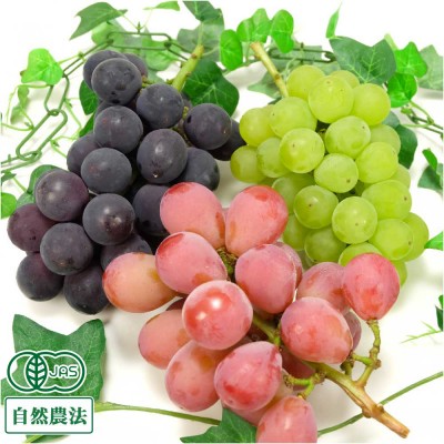 【おすすめ・クール便】有機 3種のぶどうセット 2kg 有機JAS 自然農法 (宮城県 後藤ぶどう園) 産地直送