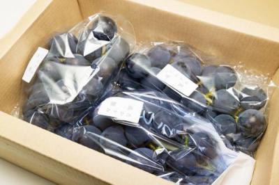 【予約・9月上旬・クール便】有機ぶどう 高墨 1kg 有機JAS・自然農法 (宮城県 後藤ぶどう園) 産地直送