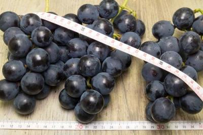 【予約・9月上旬・クール便】有機ぶどう 高墨 1kg 有機JAS・自然農法 (宮城県 後藤ぶどう園) 産地直送