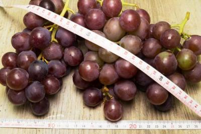 【クール便】有機 ぶどう 紅伊豆 2kg 有機JAS 自然農法 (宮城県 後藤ぶどう園)  産地直送