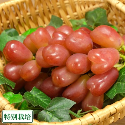 【予約・10月上中旬頃】マイハート 1kg 特別栽培 (宮城県 後藤ぶどう園) 産地直送