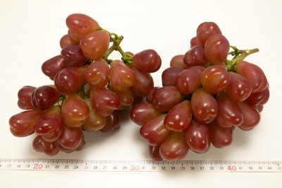 【予約・10月上中旬頃】マイハート 1kg 特別栽培 (宮城県 後藤ぶどう園) 産地直送