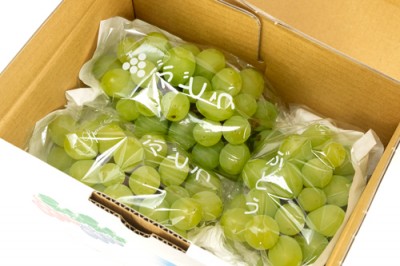 【予約・8月下旬・クール便】ハニービーナス 約1kg 特別栽培  (宮城県 後藤ぶどう園) 産地直送