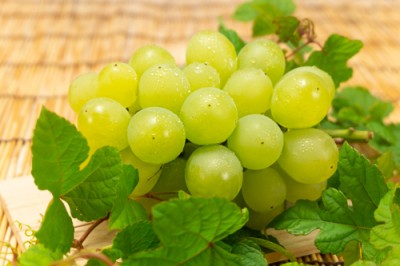 【予約・8月下旬・クール便】ハニービーナス 約1kg 特別栽培  (宮城県 後藤ぶどう園) 産地直送