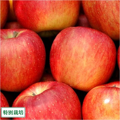 【予約商品】りんご つがる A品 10kg 特別栽培 (青森県 阿部農園) 産地直送