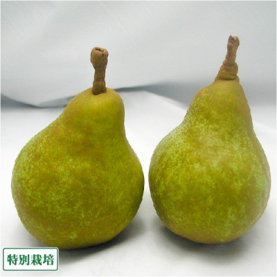 【B品】西洋梨 オーロラ 3kg 特別栽培 (長野県 さんさんファーム) 産地直送