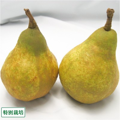 【予約商品】西洋梨 オーロラ 3kg 特別栽培 (長野県 さんさんファーム) 産地直送