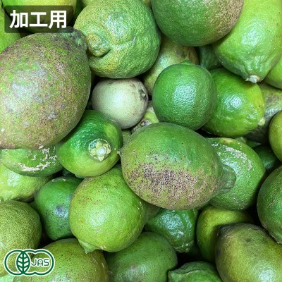 【加工用】レモン(青) 『璃の香』 10kg 県特別栽培 (熊本県 オレンジヒルズ) 産地直送